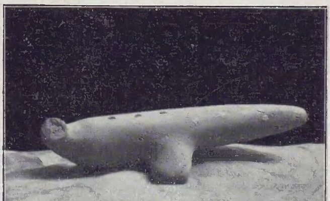 Photograph from Ars et Labor, July 15, 1909, page 493, captioned Mutilazioni rivelatrici